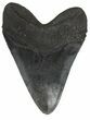 Large, Fossil Megalodon Tooth #56824-2